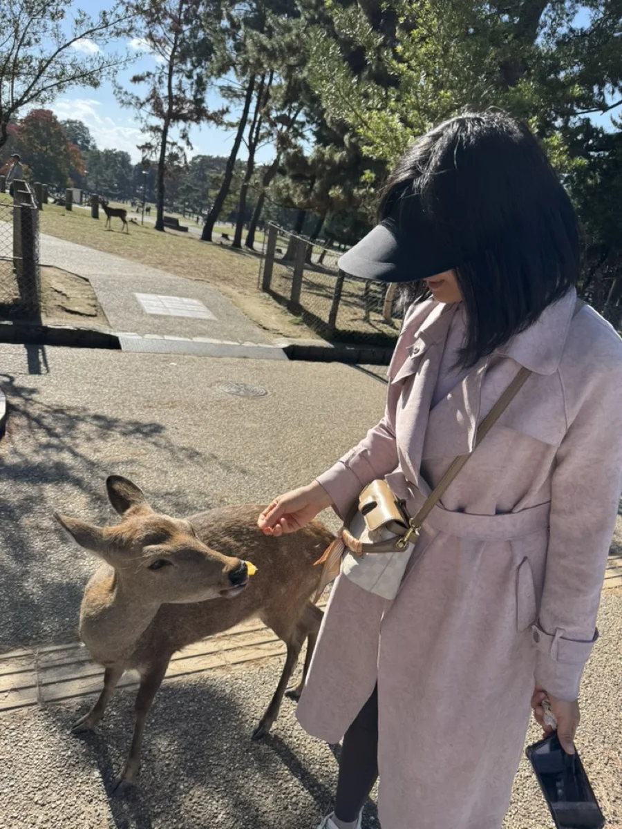 奈良喂鹿
