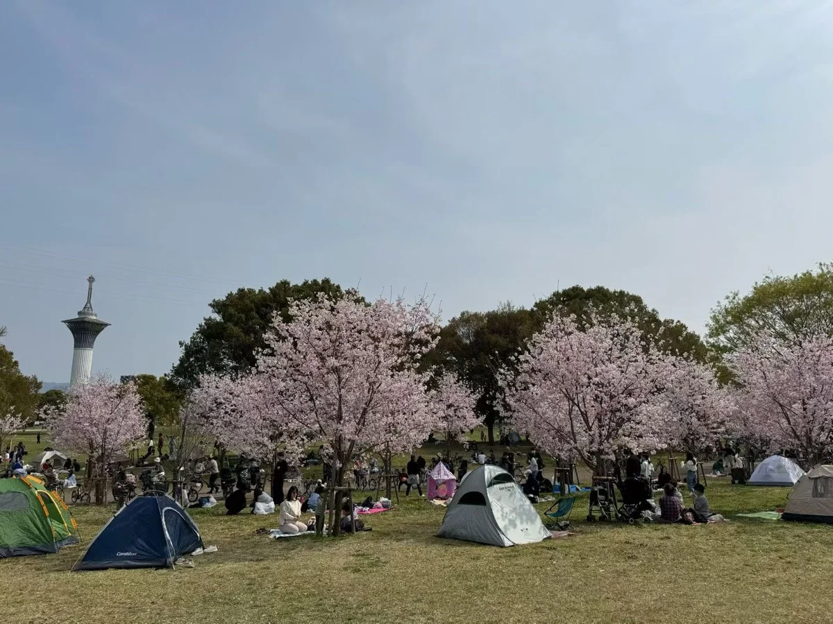 公園賞櫻