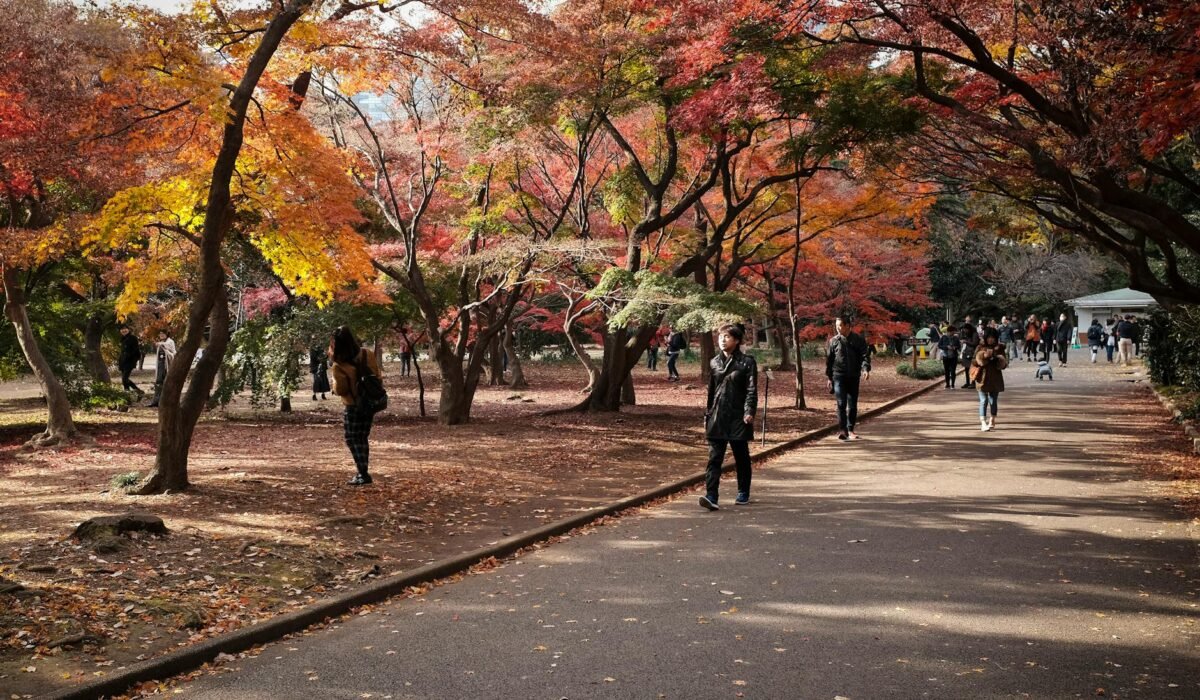 japan seasonal aesthetics photography cherry blossom autumn maple 1