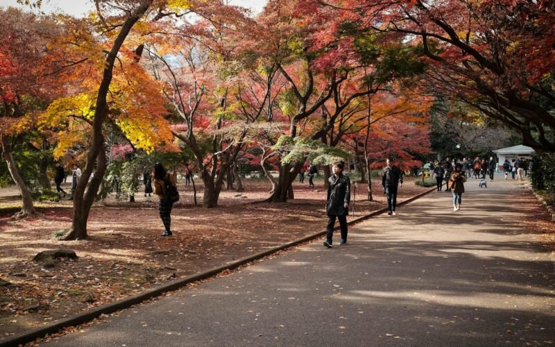 japan seasonal aesthetics photography cherry blossom autumn maple 1