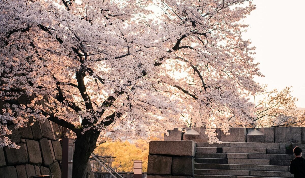 osaka hanami mono no aware cherry blossom 2026