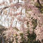 日本的季節美學：從春櫻到秋楓，如何用攝影記錄生活質感