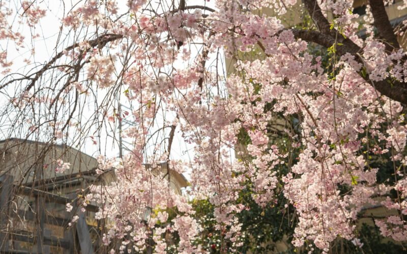 日本的季節美學：從春櫻到秋楓，如何用攝影記錄生活質感